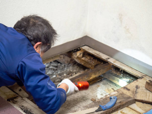 Brighton, IL Mold Remediation Company