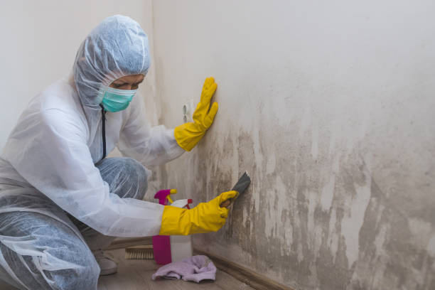Best Localized Mold Remediation (e.g., coastal areas, humid climates) in Brighton, IL