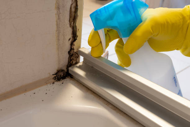 Best Emergency Mold Remediation in Brighton, IL
