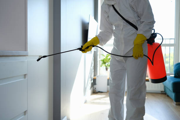 Best HVAC Mold Remediation in Brighton, IL