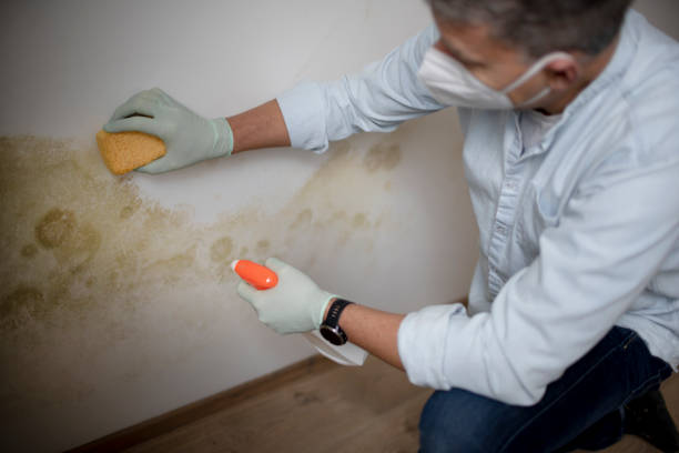 Best Bathroom Mold Remediation in Brighton, IL