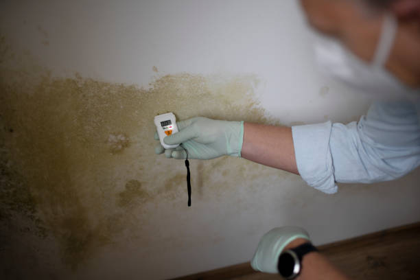 Best Mold Testing and Inspection Services in Brighton, IL