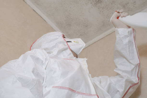 Best Residential Mold Remediation in Brighton, IL