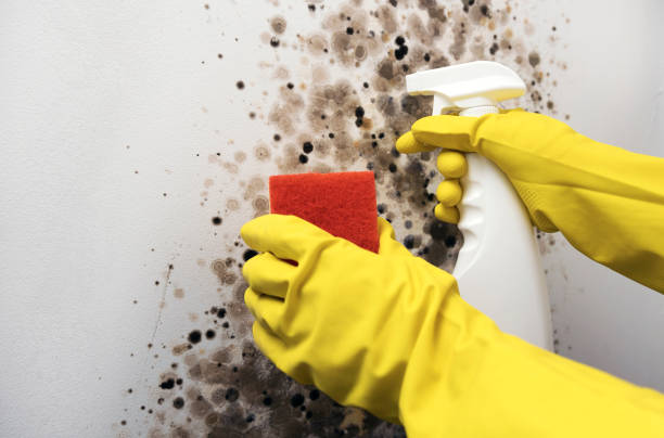 Best Insurance-Related Mold Remediation in Brighton, IL