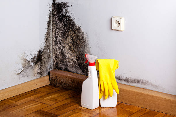 Best Kitchen Mold Remediation in Brighton, IL